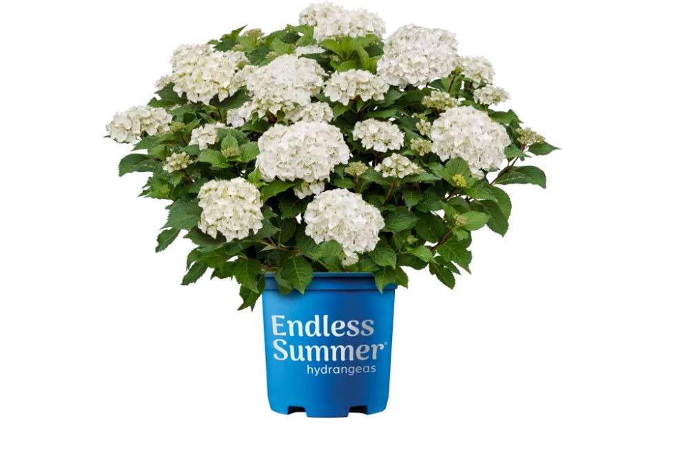 Endless Summer® Dreamcloud® Bigleaf Hydrangea (Hydrangea macrophylla Endless Summer Dreamcloud ('Bailmaceight')) - 3 gallon