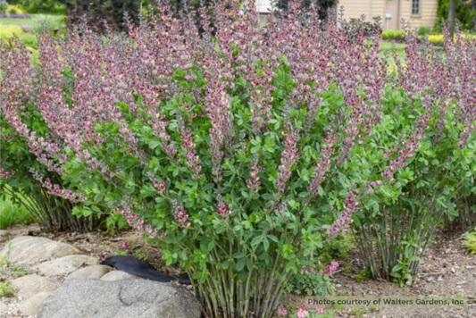 Grape Escape False Indigo (Baptisia '‘Grape Escape’') - 1 gallon