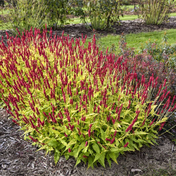 Glowing Reviews Mountain Fleece (Persicaria amplexicaulis 'Glowing Reviews) - 1 gallon