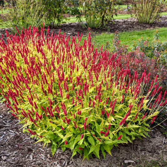 Glowing Reviews Mountain Fleece (Persicaria amplexicaulis 'Glowing Reviews) - 1 gallon