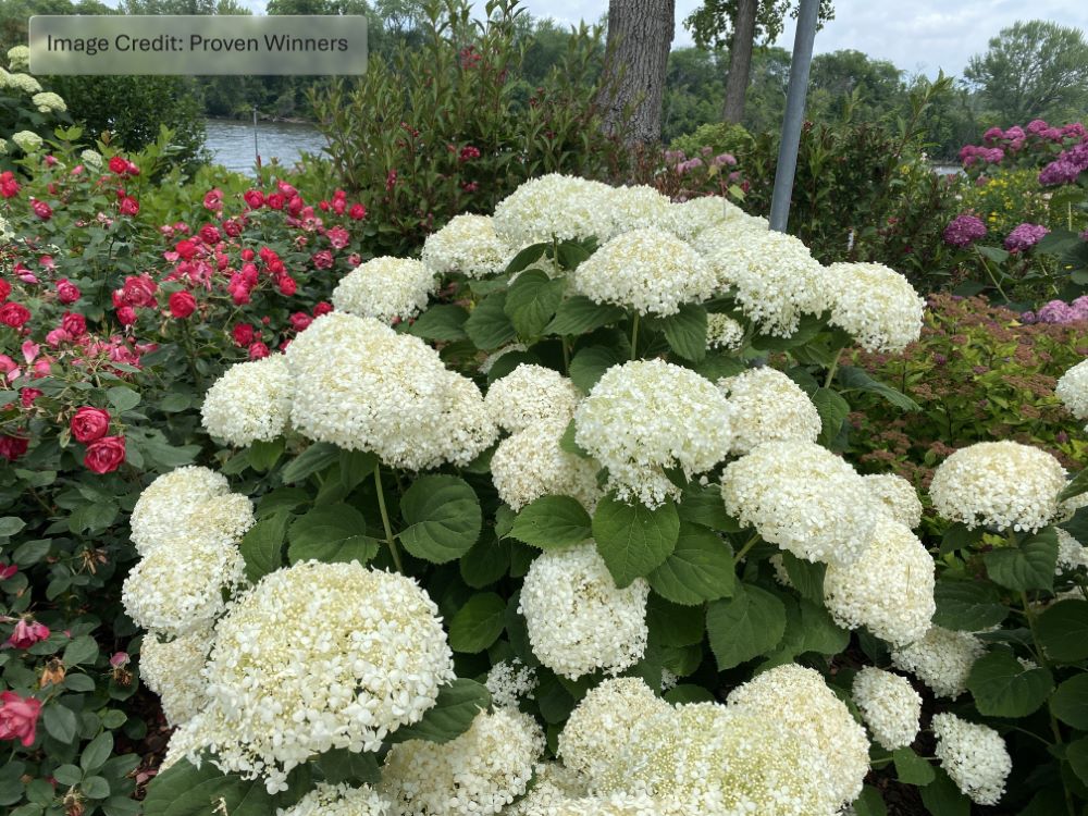 INCREDIBALL STORM PROOF™ Smooth Hydrangea (Hydrangea arborescens 'SMNHAGOV') - 3 gallon