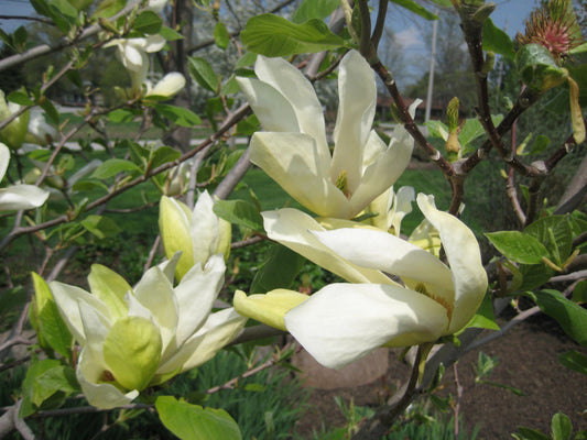 Butterflies Magnolia (Magnolia x 'Butterflies') - 2 gallon 4-5' TREE