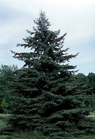 Black Hills Spruce (Picea glauca 'Densata') - 6" ECO POT