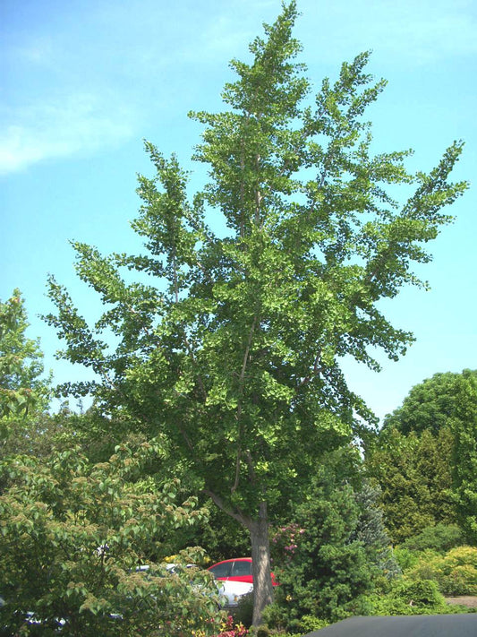 Princeton Sentry™ Ginkgo (Ginkgo biloba 'Princeton Sentry') - 1 gallon