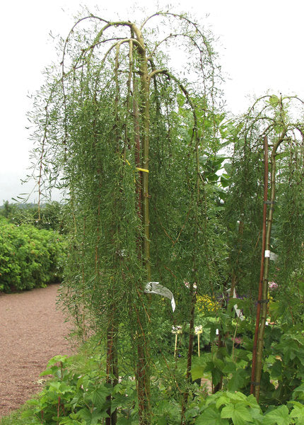 Walker Weeping Siberian Peashrub (Caragana arborescens 'Walkeri') - 3 gallon 12" HEAD