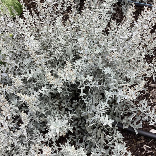 GardenGhost™ Artemesia (Artemisia garden 'Ghost') - QT