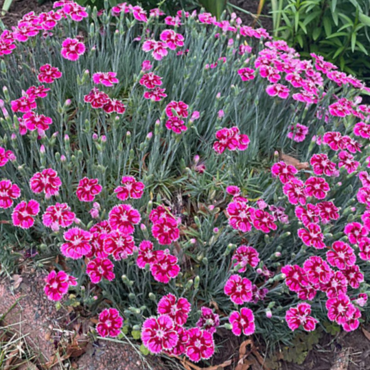 Dianthus Pinks (Dianthus 'Everbloom Plum Glory') - QT