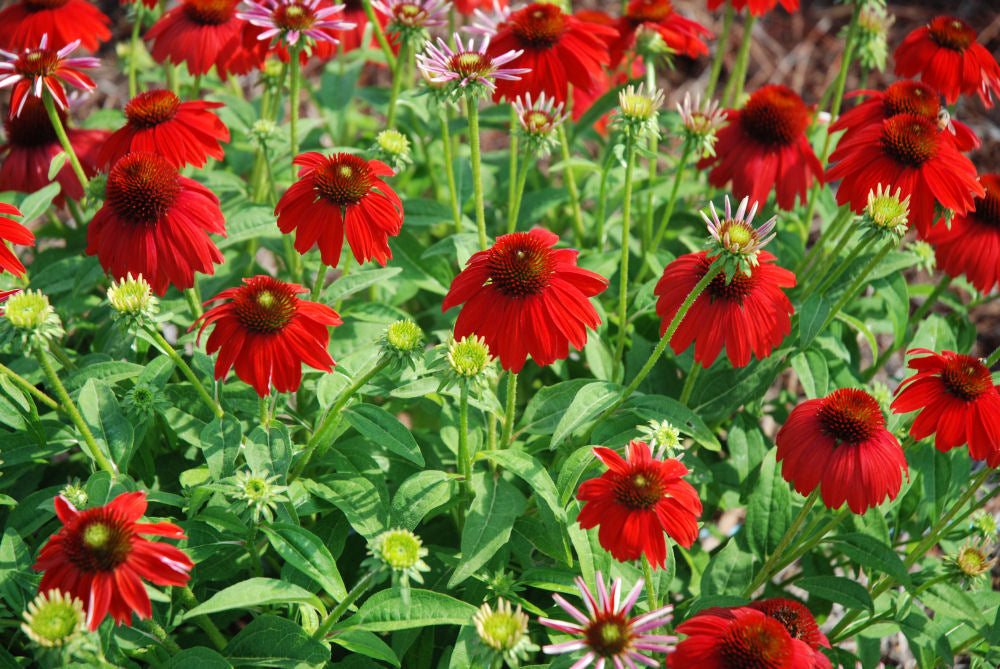 Sombrero Salsa Red Coneflower (Echinacea x purpurea 'Balsomsed') - QT