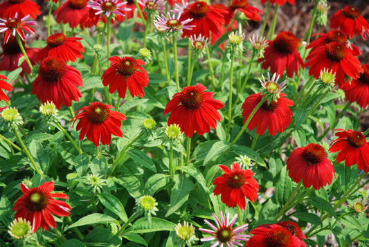 Sombrero Salsa Red Coneflower (Echinacea x purpurea 'Balsomsed') - QT