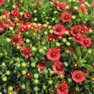 Spintop Red Blanket Flower (Gaillardia spintop 'Red') - QT