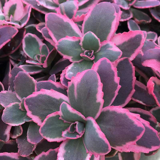 SunSparkler® Dream Dazzler Stonecrop (Sedum dream 'Dazzler') - QT