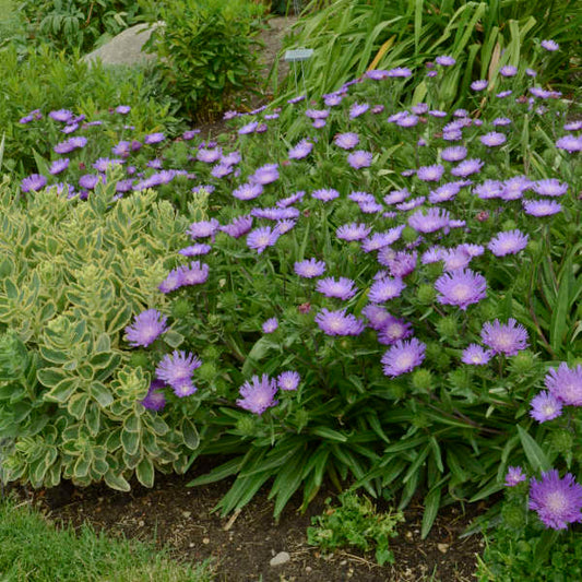 Honeysong Purple Stoke’s Aster (Stokesia L 'Honeysong Purple') - QT