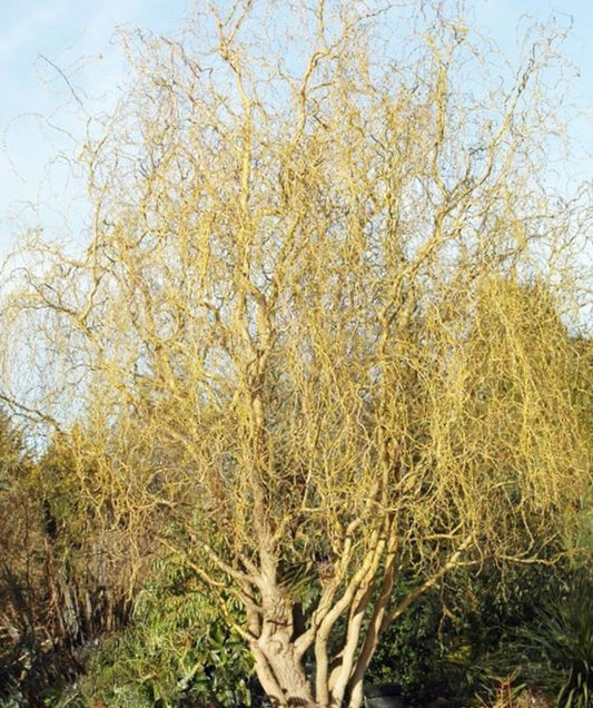 Willow ‘Golden Curls’ (Salix caprea 'Curly Locks') - 1 gallon 24"