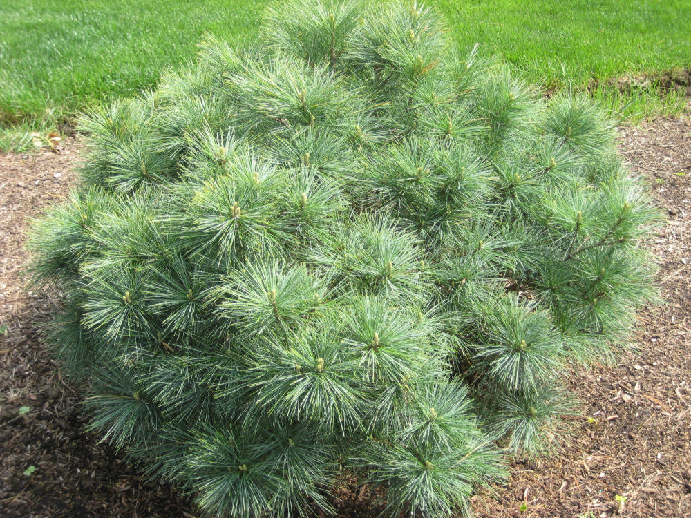 Blue Shag Dwarf White Pine (Pinus strobus 'Blue Shag') - 1 gallon