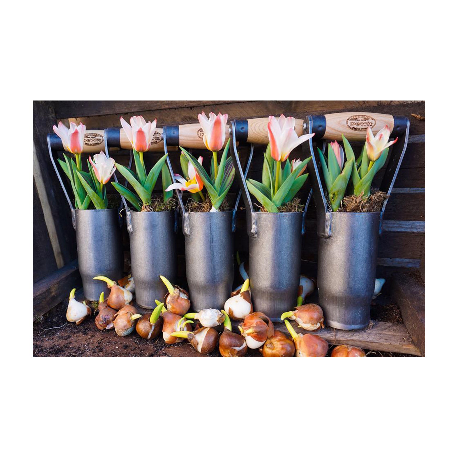 DeWit Bulb Planter - Thumbnail 4