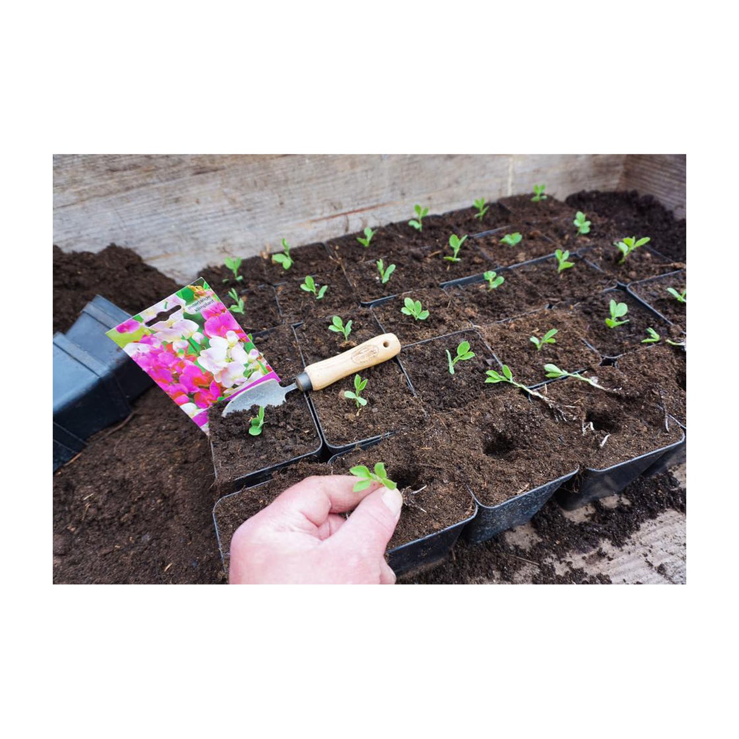 DeWit Bonsai Tool Kit in Wooden Box