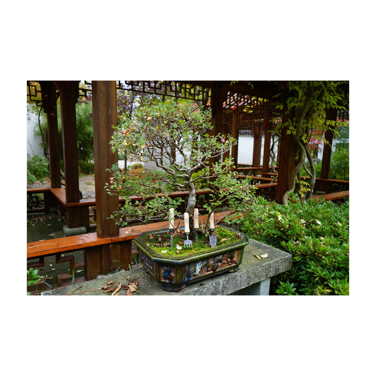 DeWit Bonsai Tool Kit in Wooden Box