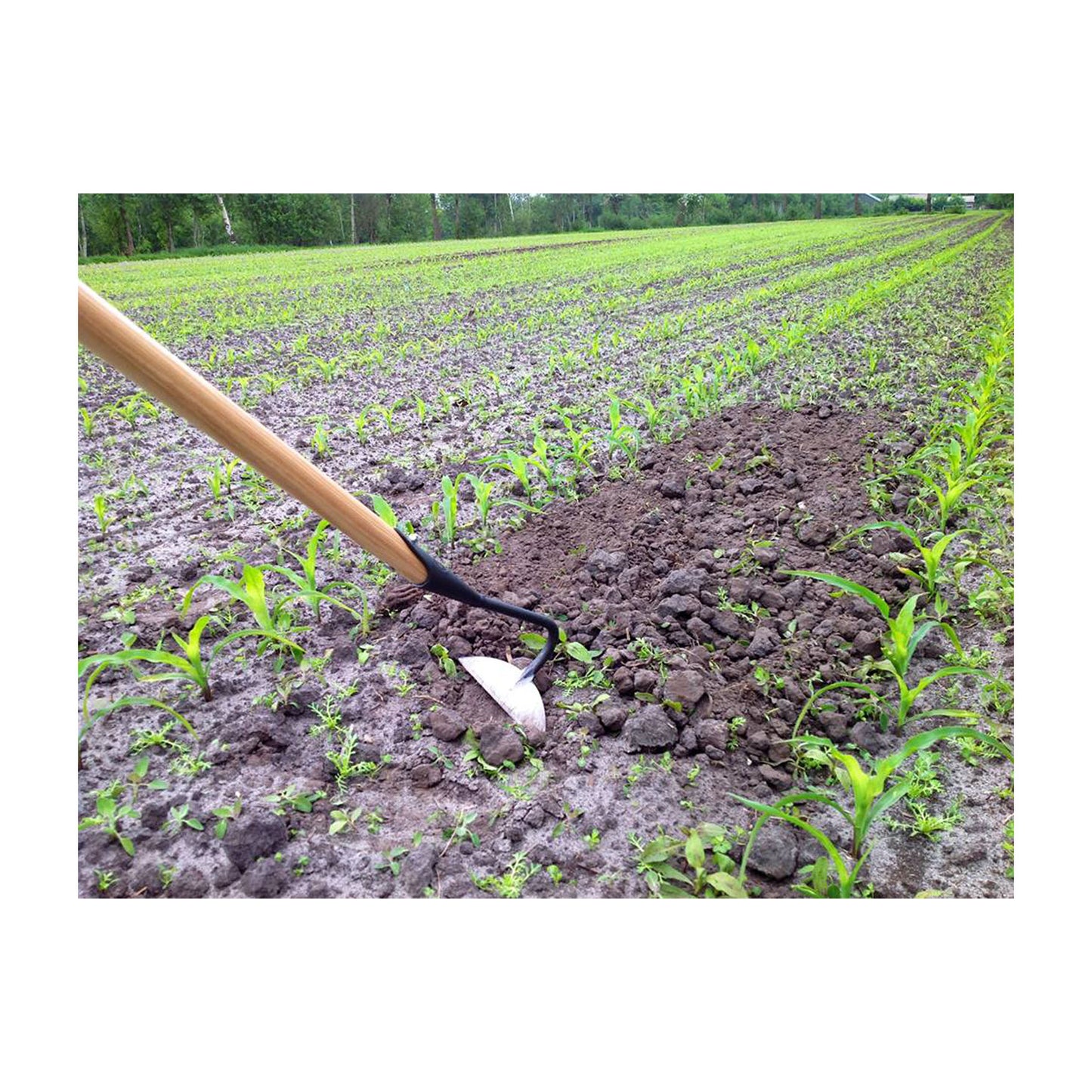 DeWit Hoe - Half Moon Pull 72" Handle