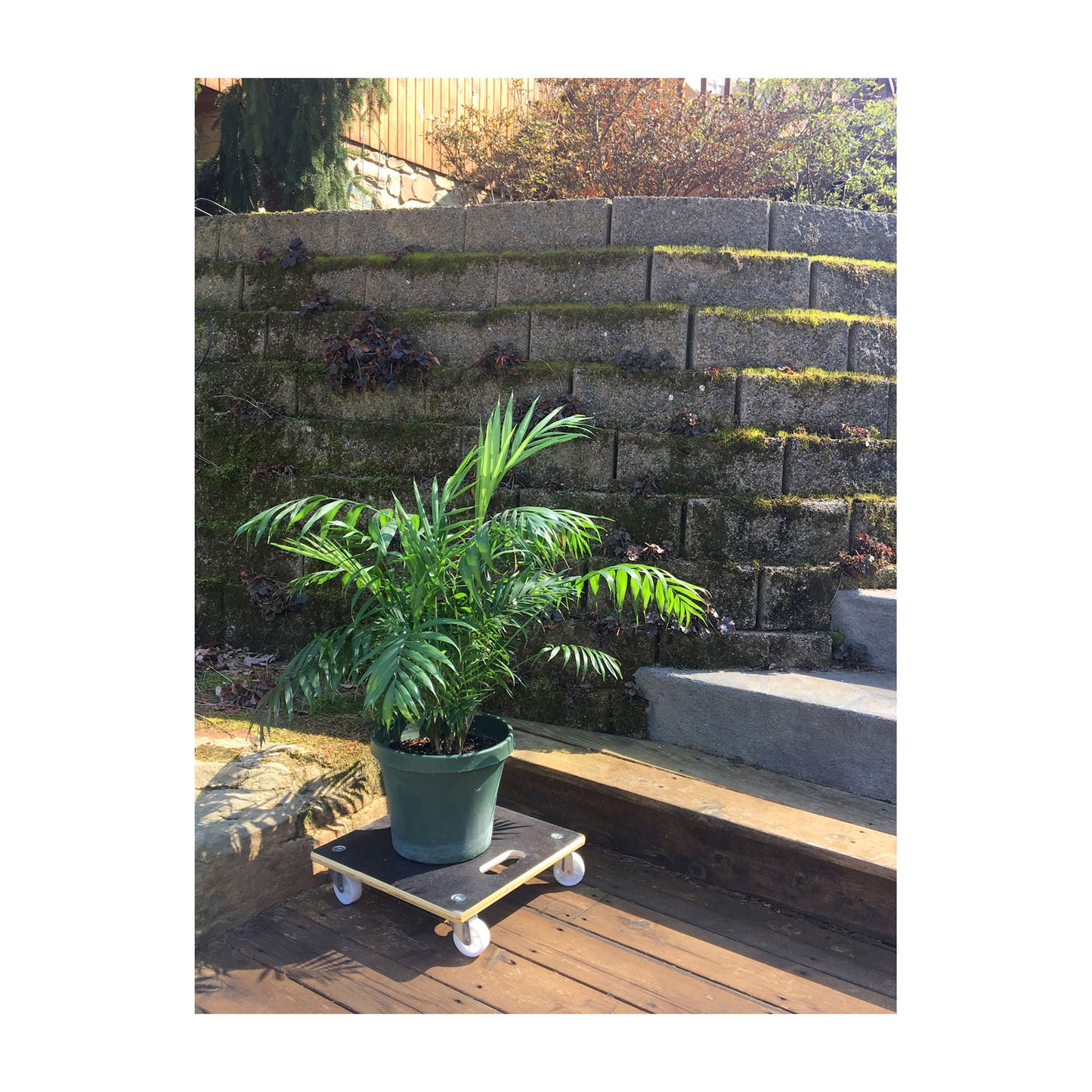 15" Black Square MaxiGrip Plant Caddy