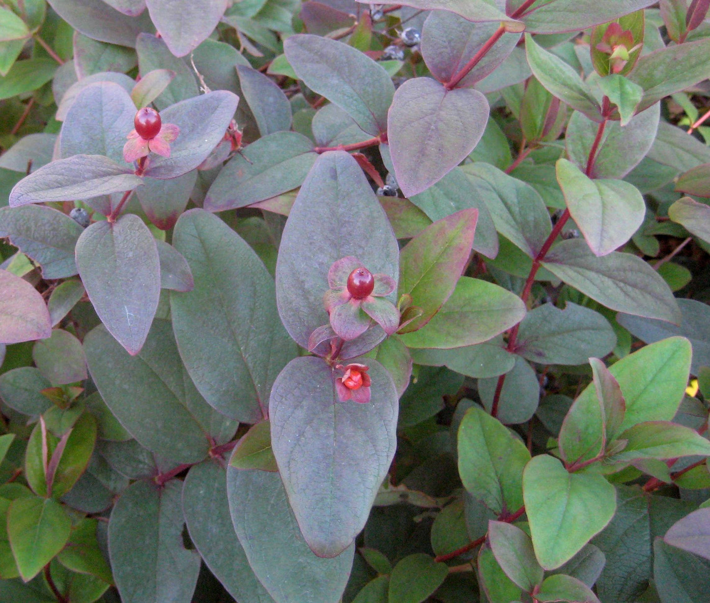 Albury Purple St. Johnswort (Hypericum x inodorum 'Albury Purple') - 2 gallon 12"