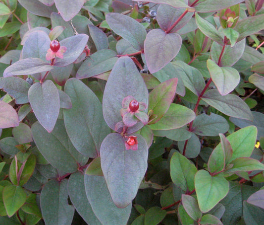 Albury Purple St. Johnswort (Hypericum x inodorum 'Albury Purple') - 2 gallon 12"