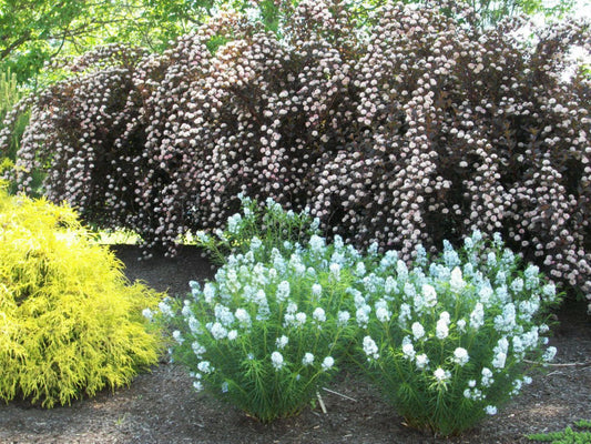 Arkansas Blue Star (Amsonia hubrechtii) - 1 gallon