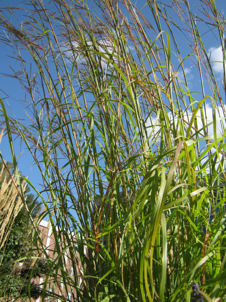 Big Bluestem Grass (Andropogon gerardii 'And. G Big Bluestem') - 2 gallon