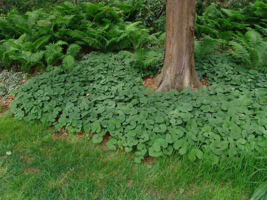 Canada Wild Ginger (Asarum canadense) - 1 gallon