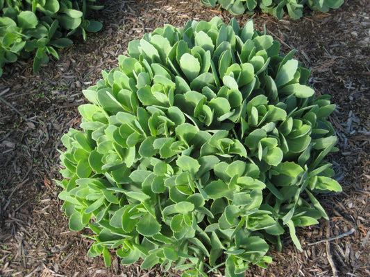 Autumn Joy Stonecrop (Sedum 'Autumn Autumn Joy') - QT