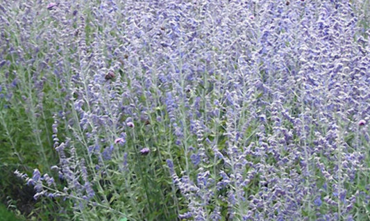 Blue Jean Baby Russian Sage (Perovskia atriplicifolia 'Blue Jean Baby') - 1 gallon