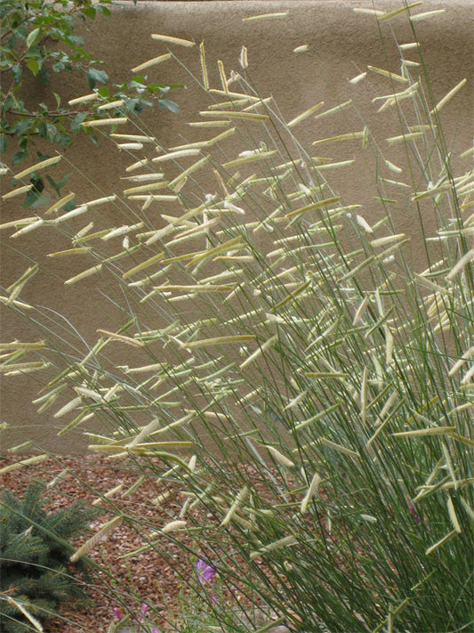 Blonde Ambition Blue Grama Grass (Bouteloua 'Blonde Ambition') - 3 gallon