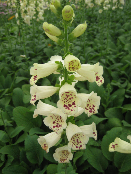 Camelot Cream Foxglove (Digitalis x 'Camelot Cream') - 1 gallon