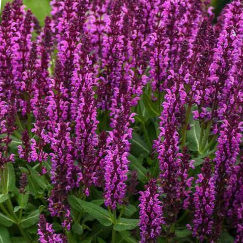 Bumbleberry Garden Sage (Salvia bumbleberry) - 1 gallon