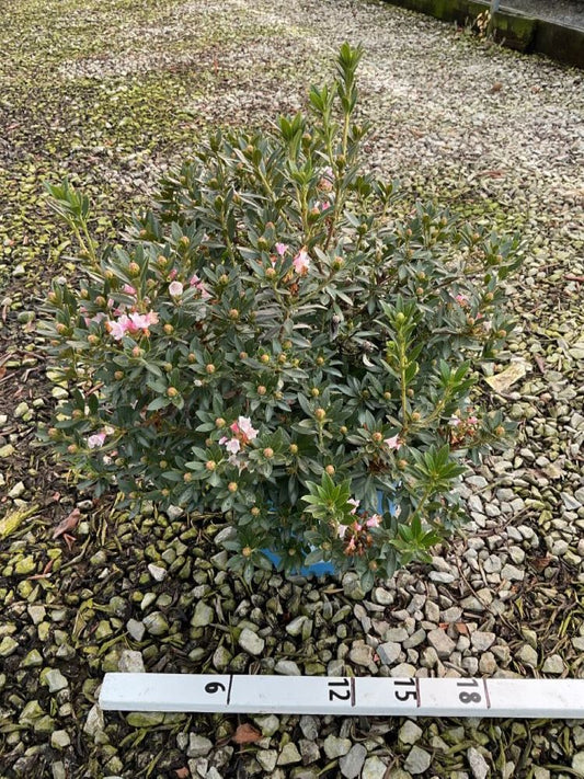 Bloombux® Blush Rhododendron (Rhododendron hirsutum x micrantha Bloombux Blush ‘Microhirs3’) - 3 gallon