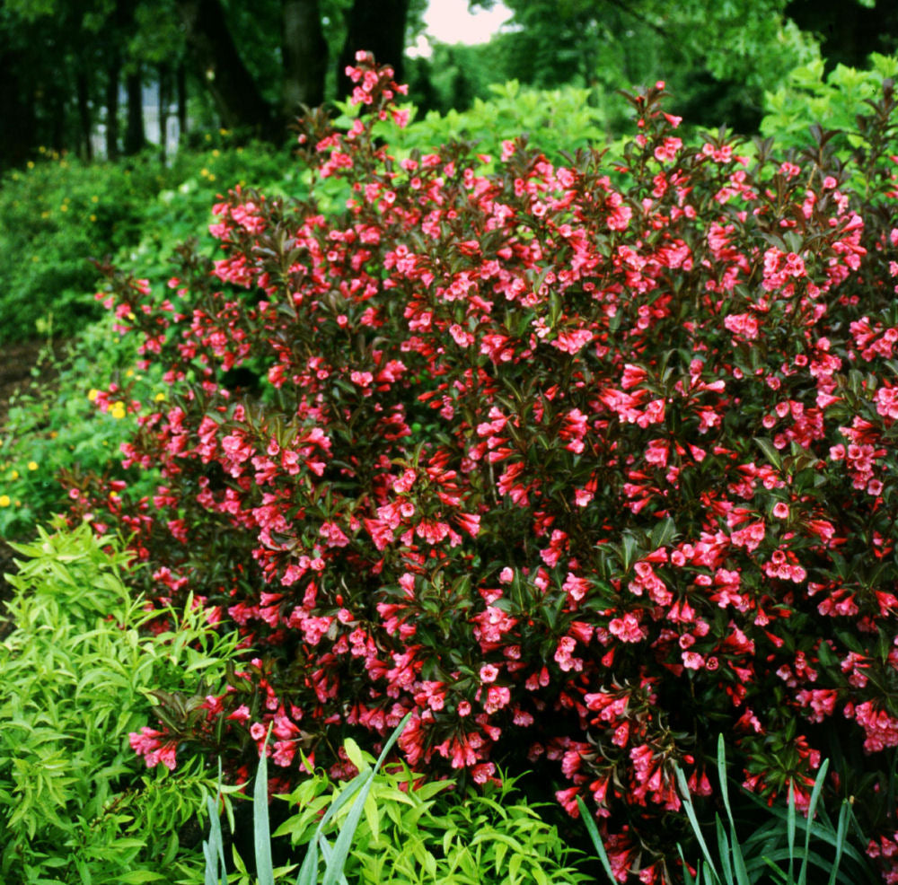 Wine & Roses® Weigela (Weigela florida 'Wine & Roses') - 3 gallon 15"