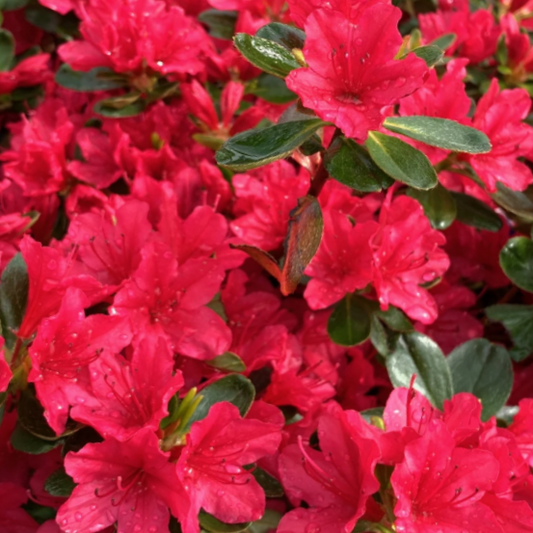 Azalea Hino Crimson (Azalea hino 'Crimson') - 1 gallon 8"