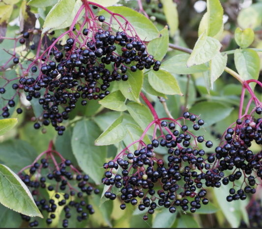 Adams Elderberry (Sambucus canadensis 'Adams') - 3 gallon