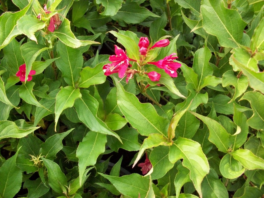Red Prince Weigela (Weigela florida 'Red Prince') - 1 gallon