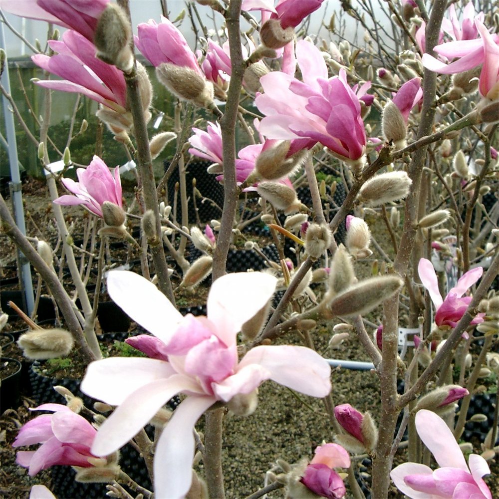 Leonard Messel Magnolia (Magnolia x loebneri 'Leonard Messel') - 3 gallon 24"