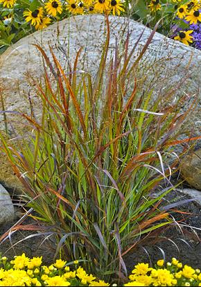 Prairie Winds® 'Cheyenne Sky' Red Switch Grass (Panicum virgatum 'Cheyenne Sky') - 3 gallon