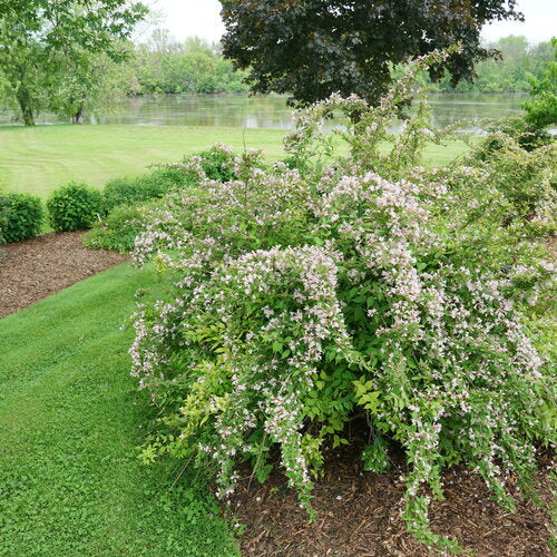 Jolene Jolene® Beautybush (Kolkwitzia 'Jolene Jolene') - 3 gallon 15"
