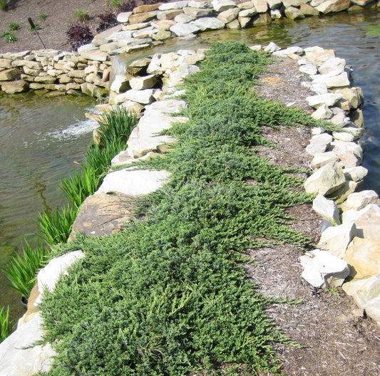 Blue Rug Juniper (Juniperus horizontalis 'Wiltoni') - 2 gallon 10"