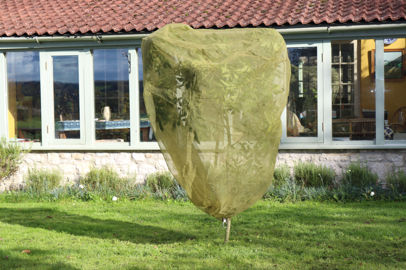 3.3' Fruit Tree Cover