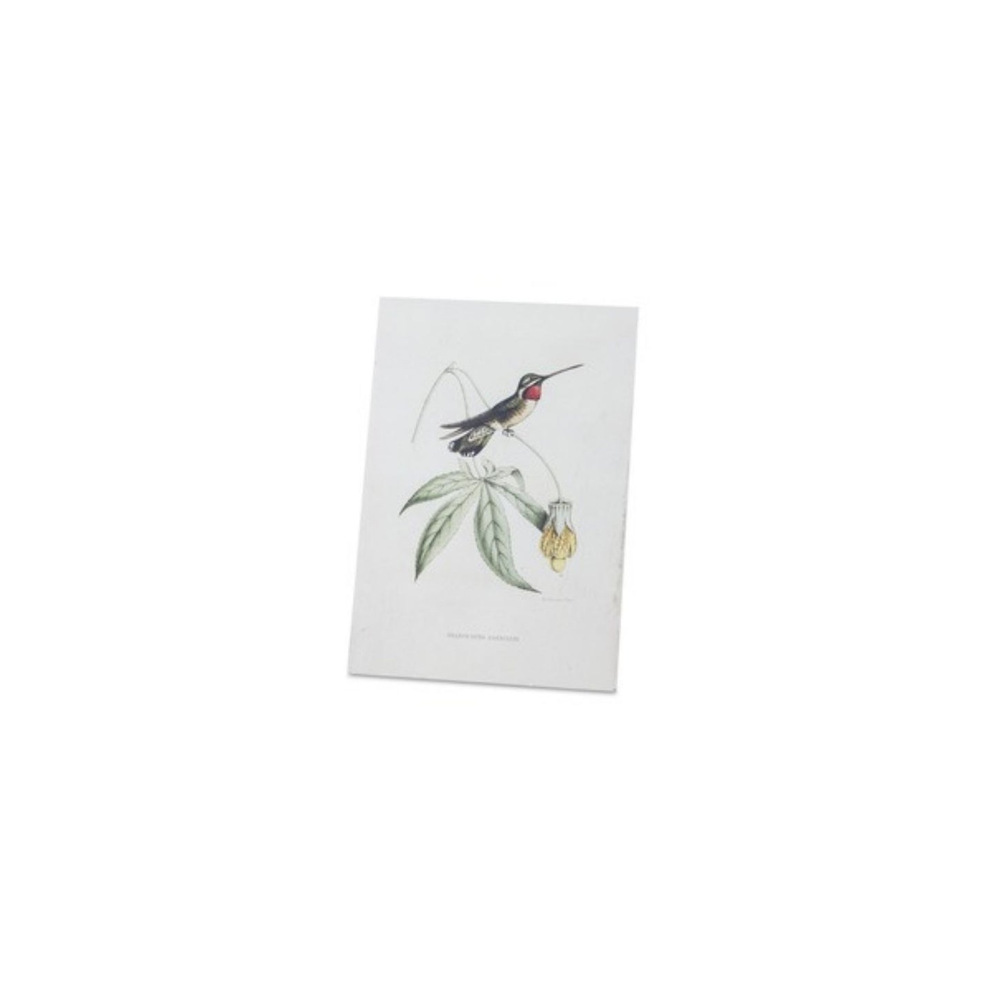 Tabletop Encyclopedia Hummingbird Print (Set of 4)