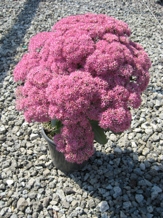 Mr. Goodbud Stonecrop (Sedum x 'Mr. Goodbud') - 1 gallon