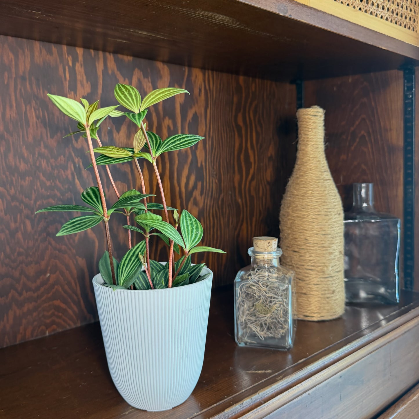 Peperomia Stilt (Peperomia Puteolata) - 4 Inch Indoor Houseplant