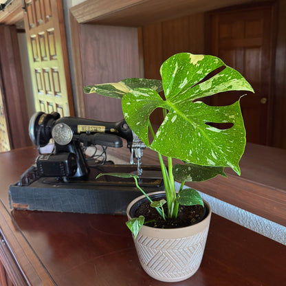 Monstera Thai Constellation (Monstera Deliciosa 'Thai Constellation') - 6 Inch Indoor Houseplant