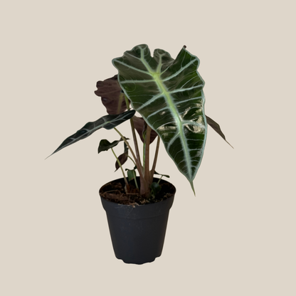 Alocasia Polly (Alocasia x Amazonica 'Polly') - 4 Inch Indoor Houseplant