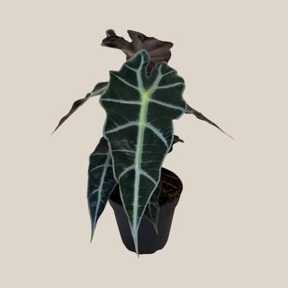 Alocasia Polly (Alocasia x Amazonica 'Polly') - 4 Inch Indoor Houseplant