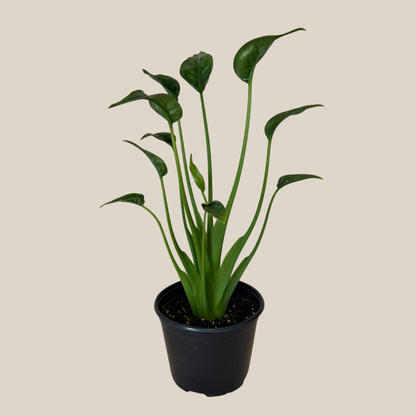 Alocasia Tiny Dancer (Alocasia Brisbanensis � Alocasia Odora 'Tiny Dancer') - 6 Inch Indoor Houseplant